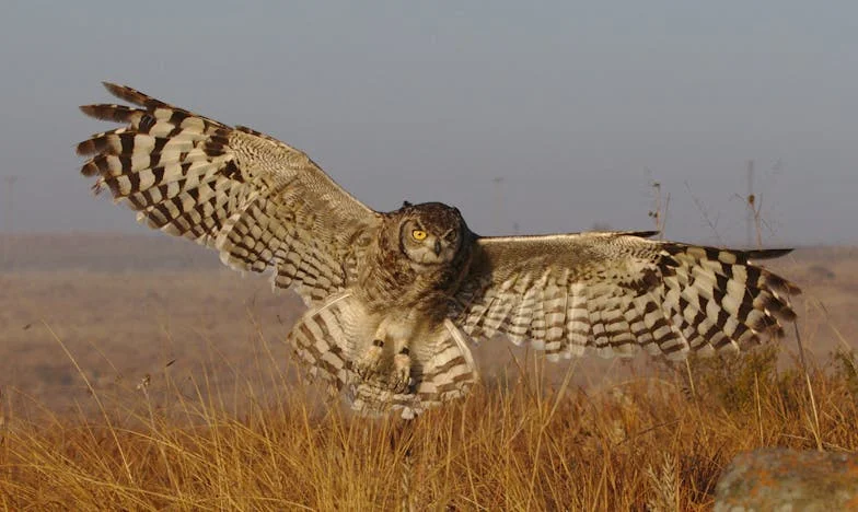 J'ai perdu mon journal intime... et quelqu'un a décidé de m'exposer au grand jour