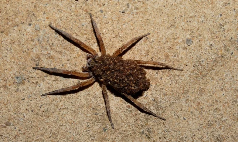 « Maman m’a promis l’appartement de Mamie… puis elle a tout changé après mon mariage » : Mon histoire de trahison familiale