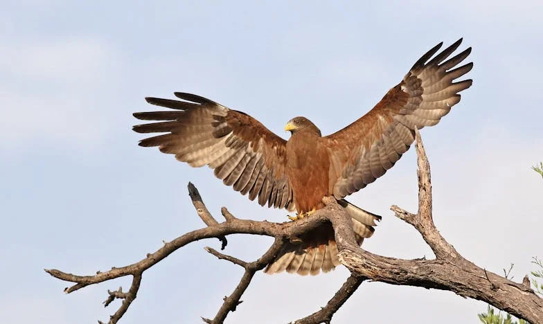 « À cinquante-deux ans, j’ai osé tout recommencer : ce dîner avec Paul a bouleversé ma vie »