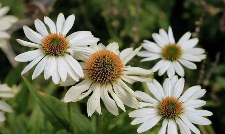 À soixante ans, j’ai retrouvé l’amour… sur le marché de mon quartier