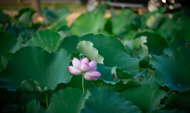 J'ai accueilli mon amie après son divorce... et j'ai failli tout perdre chez moi