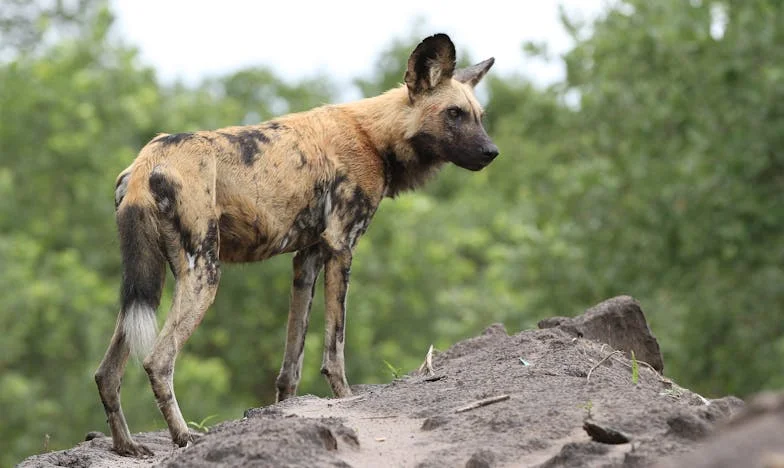 « J’ai sacrifié ma retraite pour mes petits-enfants… et je me suis perdue : le cri silencieux d’une grand-mère invisible »