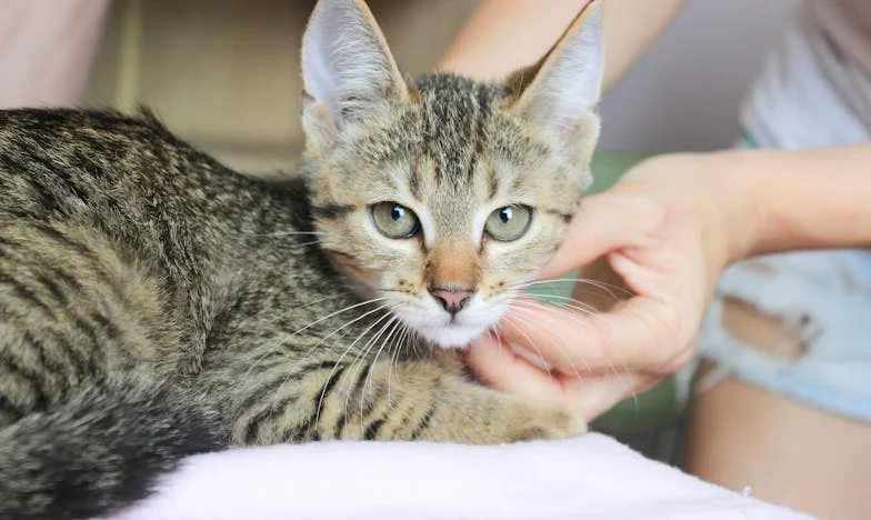 Après des années de sacrifices, j’ai enfin acheté ma maison… puis mon ex-mari est revenu frapper à ma porte