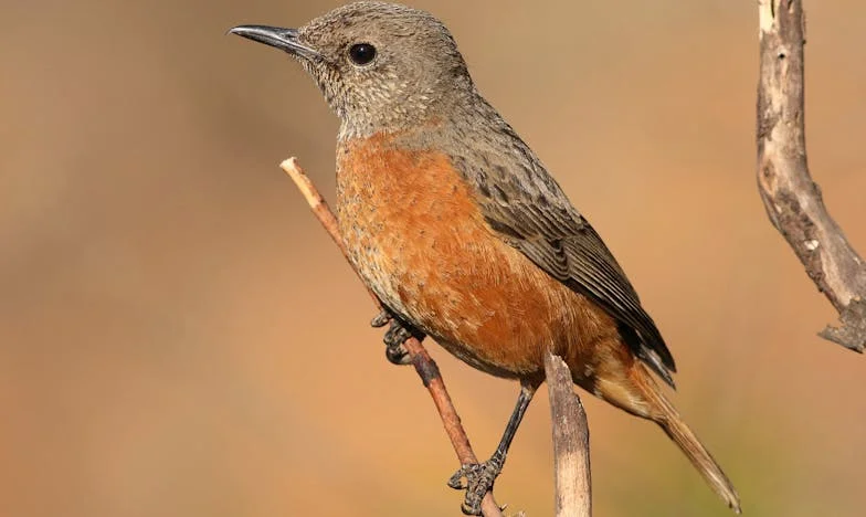 Après le mariage, j'ai compris que mon mari n'écoutait que sa mère : Mon combat pour retrouver ma dignité