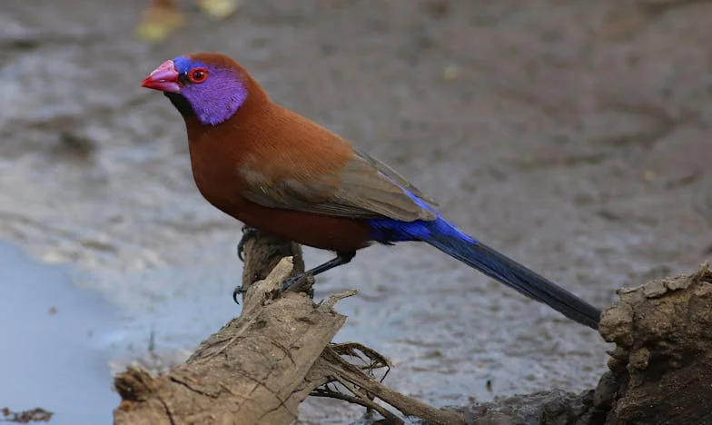 Entre amour et loyauté : le combat d'une belle-mère française face à la crise du couple de son fils
