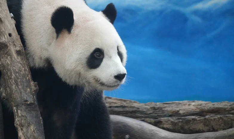 « Il m’a arraché deux burgers de l’assiette : Mon mari pense que je dois maigrir » – Mon cri du cœur après huit ans de mariage