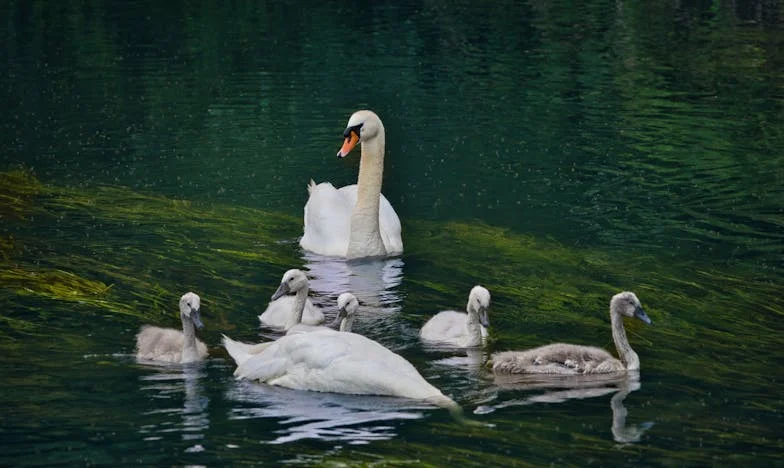 J’ai cru faire partie de la famille de mon mari… jusqu’au jour où tout a basculé