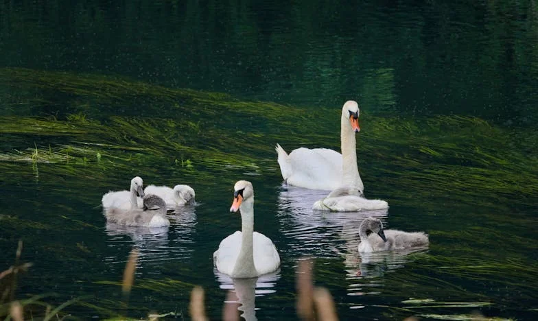 J’ai cru qu’on m’abandonnait : le jour où ma belle-fille m’a emmenée loin de chez moi