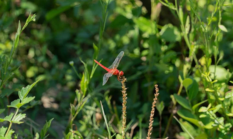 La fierté de Mamie : Ce que cachent vraiment les rideaux de notre maison