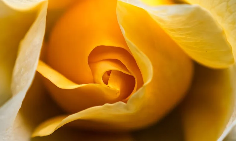 Larmes sur le bitume : Mon histoire d'une famille brisée par un accident