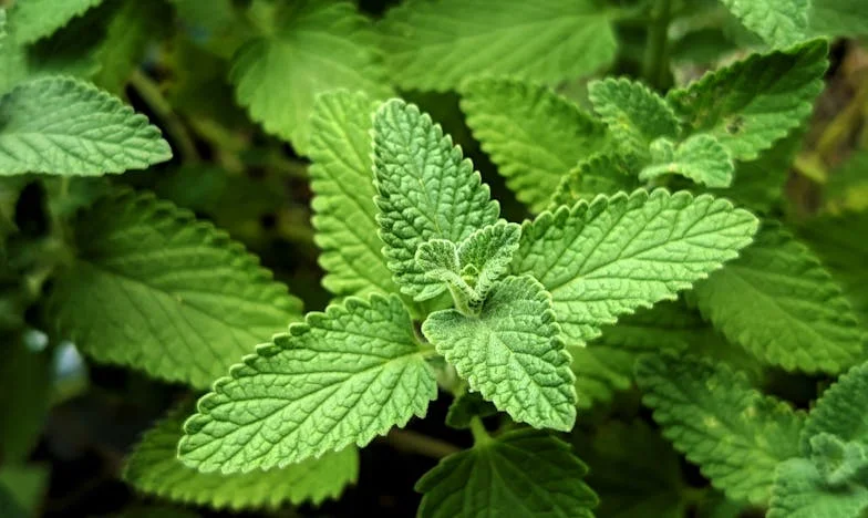 L’invitée de trop : Comment mon séjour chez ma fille a bouleversé ma vision de la famille