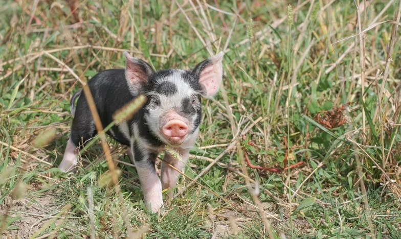 Ma belle-mère, ma prière : Comment la foi a transformé notre relation impossible