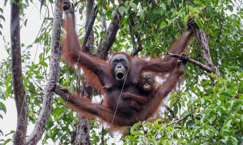 Mon mari a interdit à mes parents de venir chez nous : Mon cœur déchiré entre deux familles