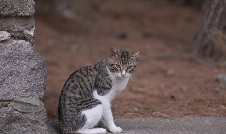 « On partage l’addition ? » – Le rendez-vous qui a tout bouleversé dans ma vie