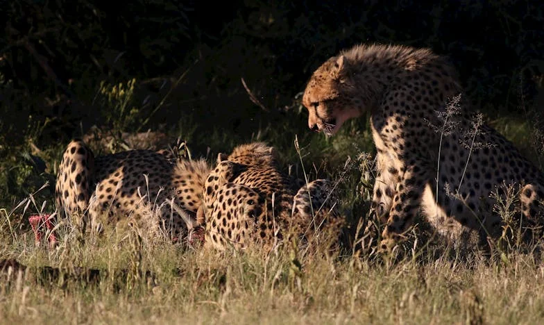 Quand les enfants oublient leur mère : le cri silencieux d’une institutrice française à la retraite