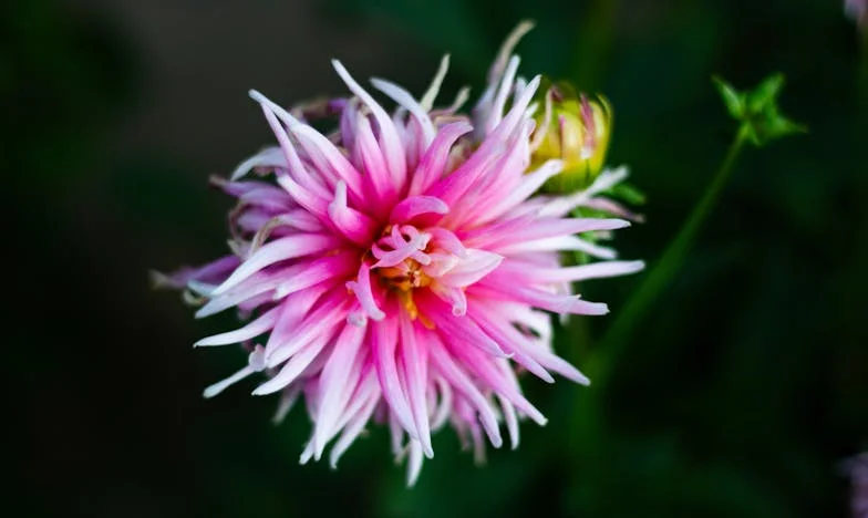 « Tu veux vivre avec cet homme que tu ne connais pas ? » : Le cri d’une mère face au choix de son fils