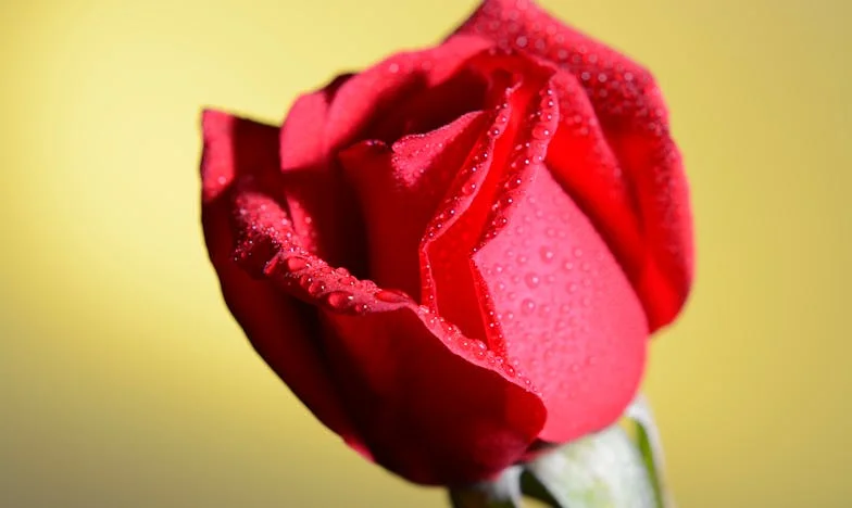 Deux vies, une vérité : Comment j'ai découvert le double jeu de mon mari à Bordeaux