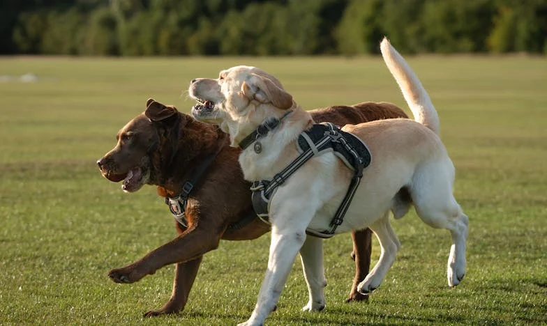 Entre amour et justice : Mon combat pour notre foyer face à ma belle-mère