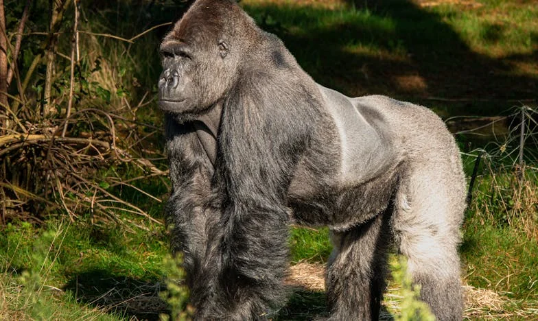 Espoir et tempête : Le combat d’une mère pour sauver sa famille