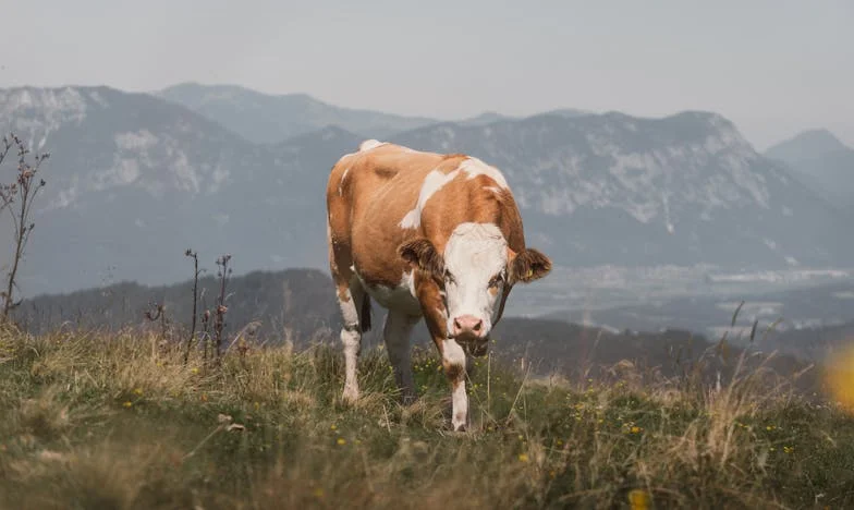 « J’ai choisi de léguer mon appartement à mon aînée : ma fille ne me le pardonne pas »