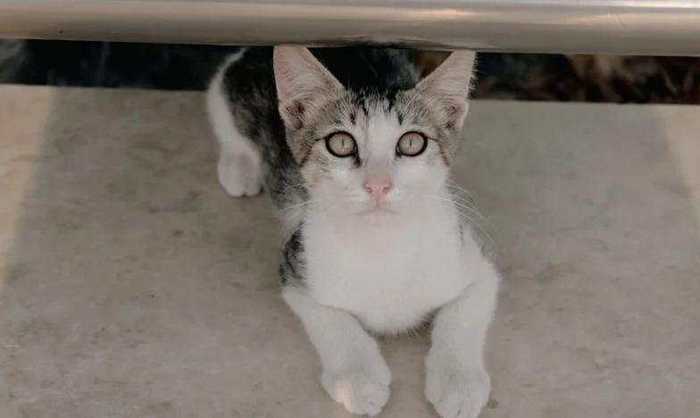 Mariage à l’aveugle : Quand l’amour virtuel bouleverse une vie réelle