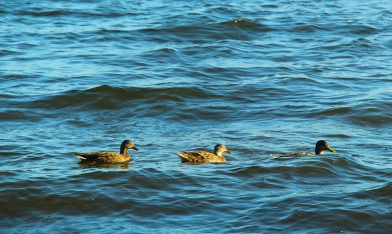 Mon fils ne répond plus à mes appels : le jour où j'ai contacté sa femme, tout a basculé