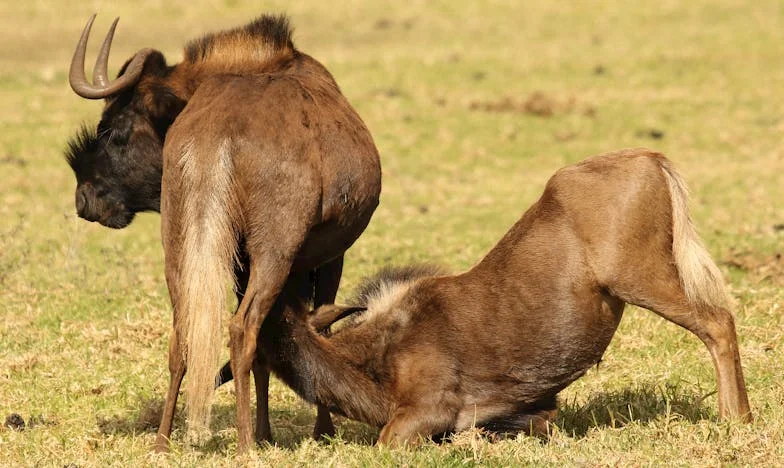 Péché d’amour, trésor caché : Mon cœur face à la tempête familiale
