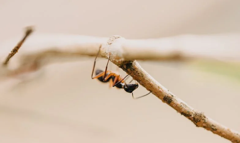 Quand ma belle-mère a frappé à ma porte : le jour où mon passé m’a rattrapée