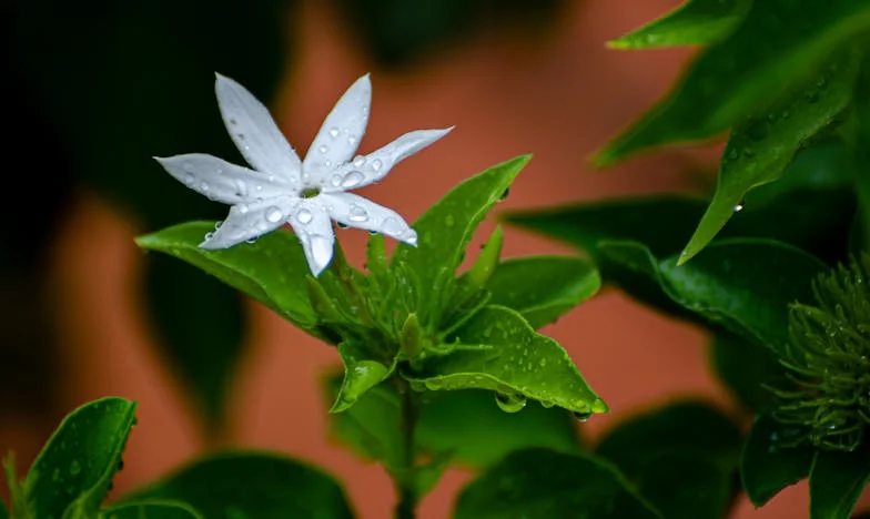 Réveille-toi et prépare-moi un café : Comment le frère de mon mari a brisé notre paix familiale