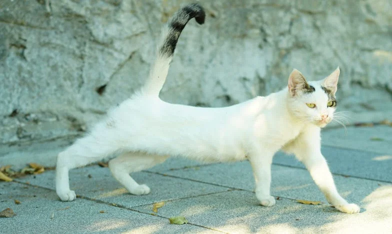 J'ai failli tout perdre pour l'amour : quand ma belle-mère m'a demandé l'impensable