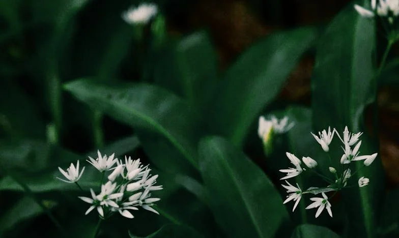 La Vérité Derrière les Roses Rouges : Une Révélation le Jour de Mon Anniversaire