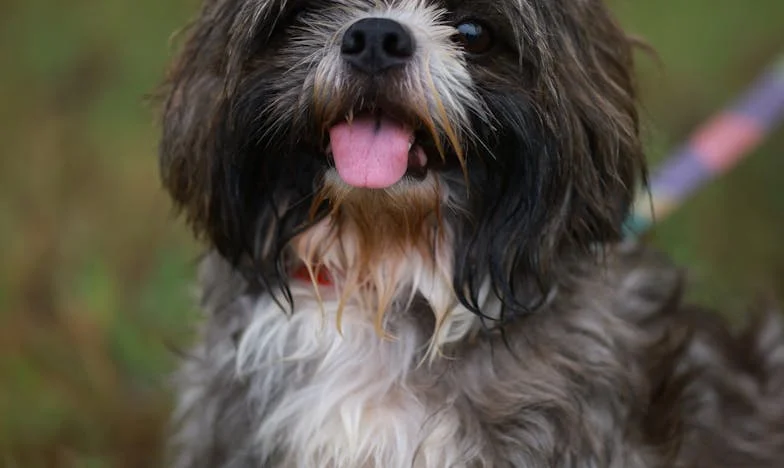 Pourquoi j'ai choisi la solitude à 54 ans, malgré les attentes de ma famille et de la société