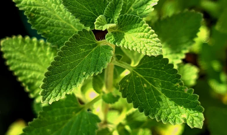 Quand la maison n’est plus un refuge : mon histoire de fuite, de confiance et de trahison