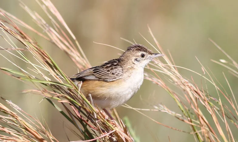 Quand trop de rêves tiennent dans une seule pièce : Mon mariage étouffé par le passé