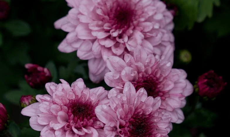 J’ai retrouvé la tombe de mon fils sans pierre tombale : la vérité m’a brisée