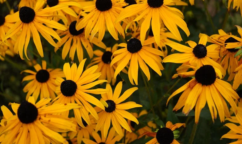 Je n'ai jamais dit « oui » : Le jour où j'ai découvert la vérité sur Julien et sa mère