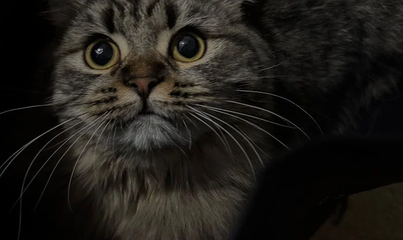 Jusqu'où va l'amour d'une mère ? Quand poser des limites devient une question de survie