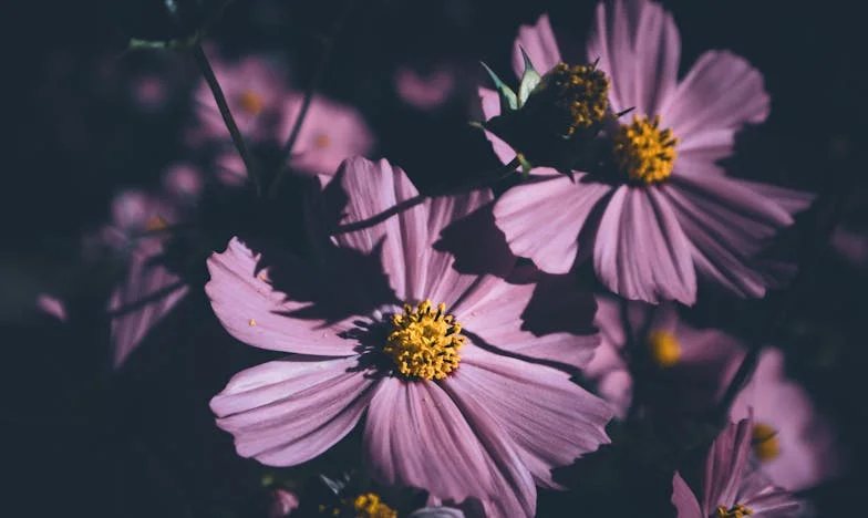 « Quand ma fille a choisi d’épouser Paul, ce garçon sans le sou, j’ai tout fait pour l’en empêcher… Mais la vie m’a donné une leçon que je n’oublierai jamais »