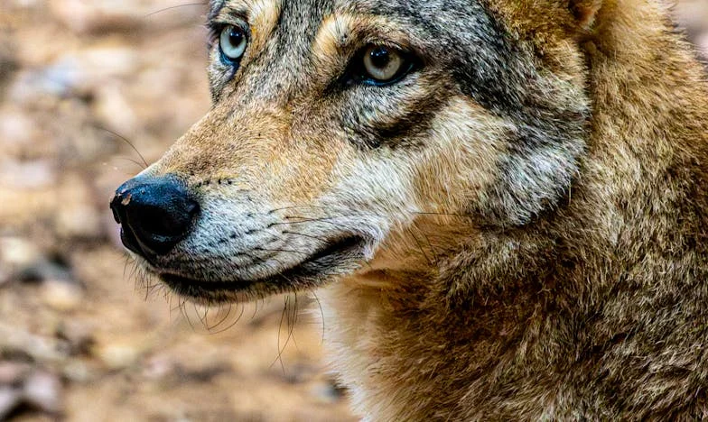 Quand mes enfants ont réclamé mon testament : le jour où tout a basculé