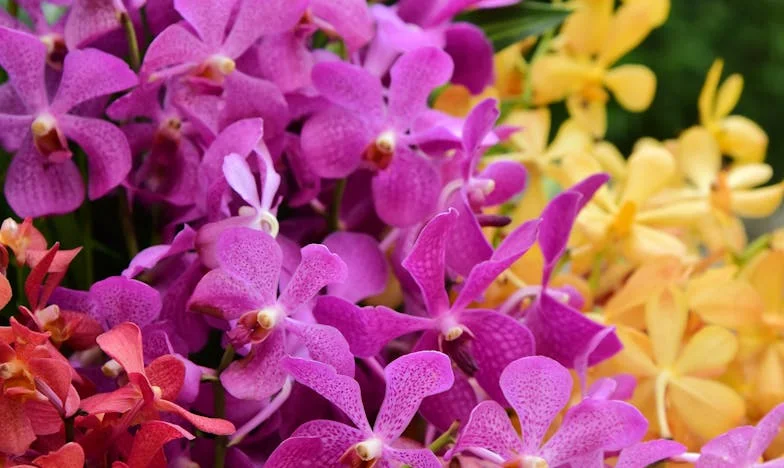 Quand ton propre enfant t’oublie : Le cri d’une mère et belle-mère française