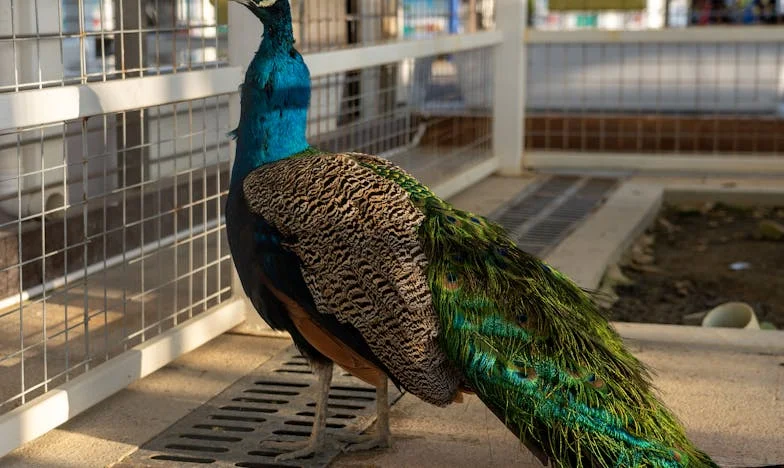 L’appartement de Mamie : cadeau empoisonné ou chance inespérée ? Notre combat pour la liberté
