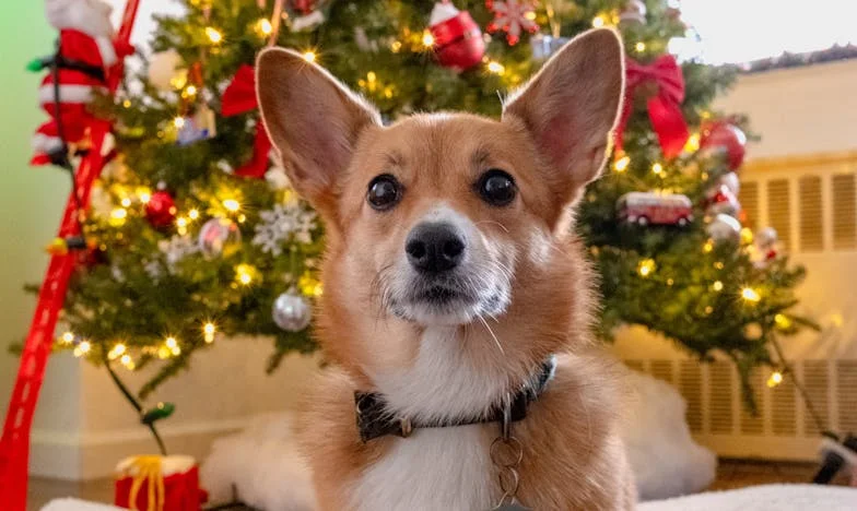 Mon journal volé : quand mes secrets ont bouleversé ma famille à Angers