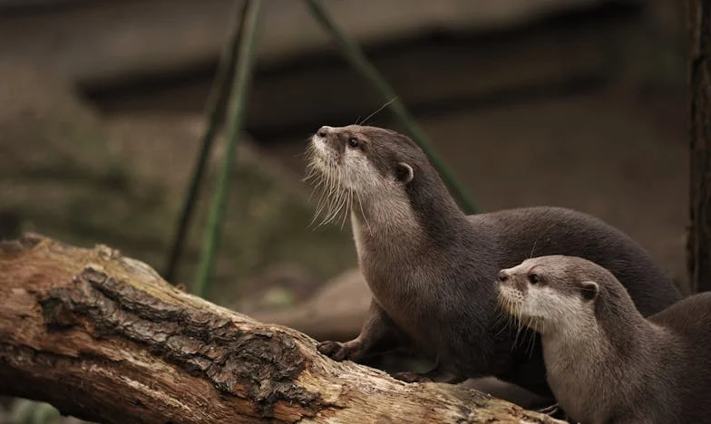 Quand François est parti : Premier souffle après trente-trois ans de mariage
