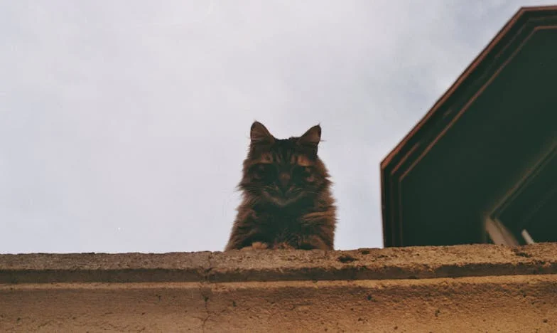 Quand les enfants de mon compagnon ont découvert notre vie commune : le jour où tout a basculé
