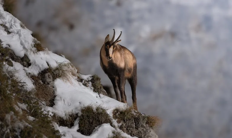 Dans la cuisine de ma belle-mère, j’ai découvert que tout mon mariage reposait sur un mensonge
