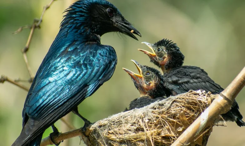 « Nous avons tout donné pour rénover la maison familiale… et ma belle-mère l’a offerte à mon beau-frère »