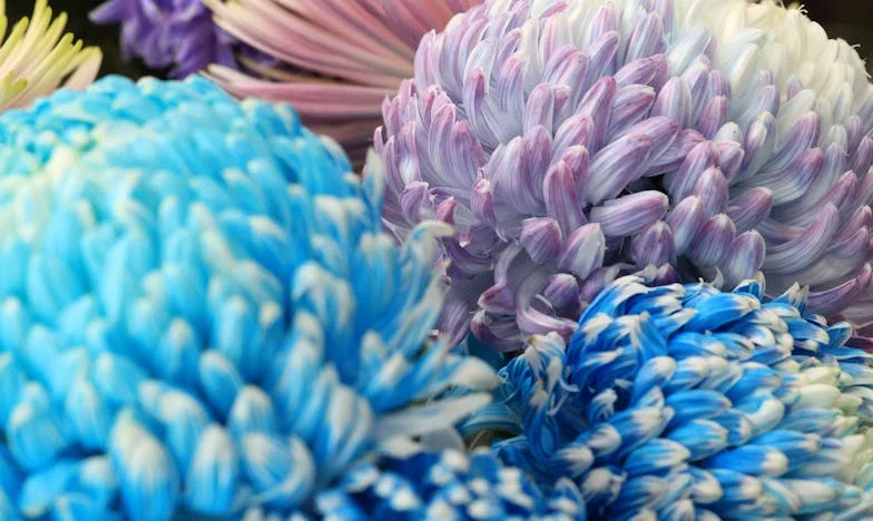 Vingt ans de silence avec ma voisine : comment un simple geste a bouleversé nos vies