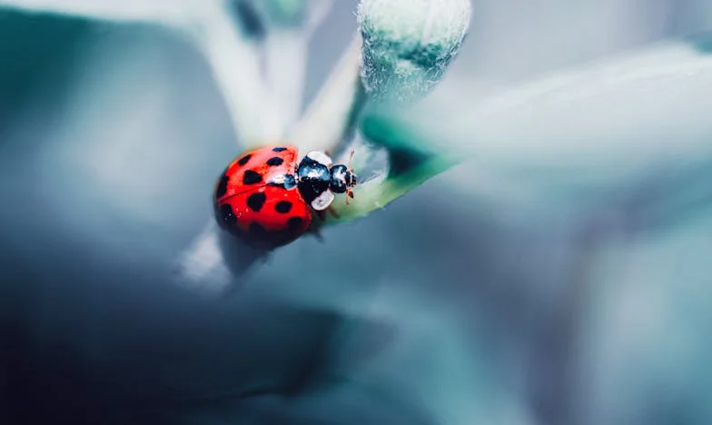 Testament dans le tiroir : L’histoire d’une fille trahie par sa mère