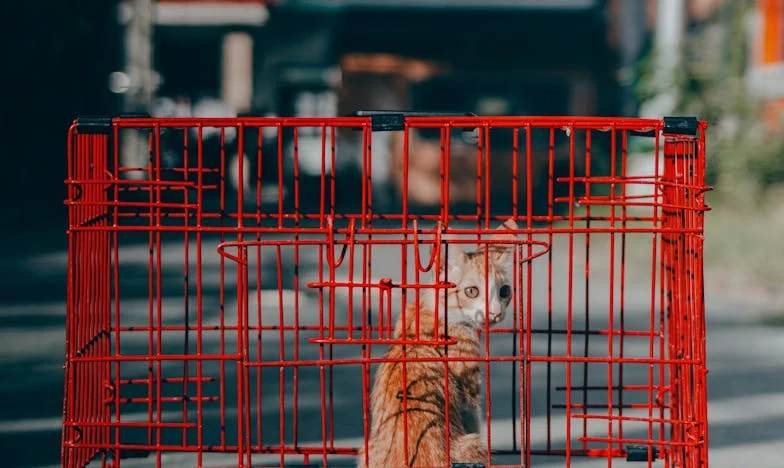 Ma fille m’a exclue de son mariage : la vérité m’a brisée