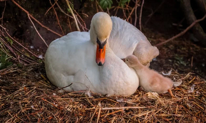 Papa a trouvé le bonheur ailleurs, tandis que maman sombrait : était-ce sa faute ?